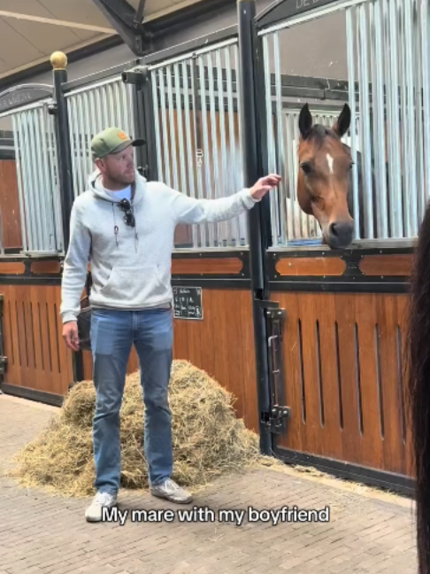 @Horses TikTok