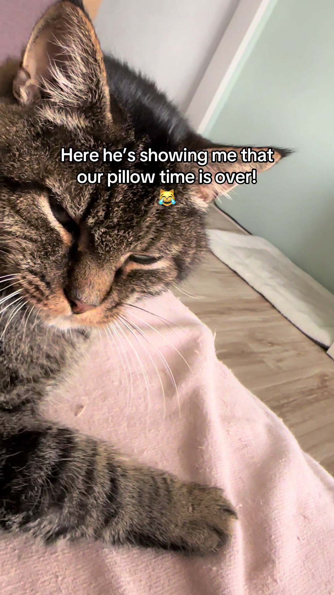 @Joep_the_ rescuecat