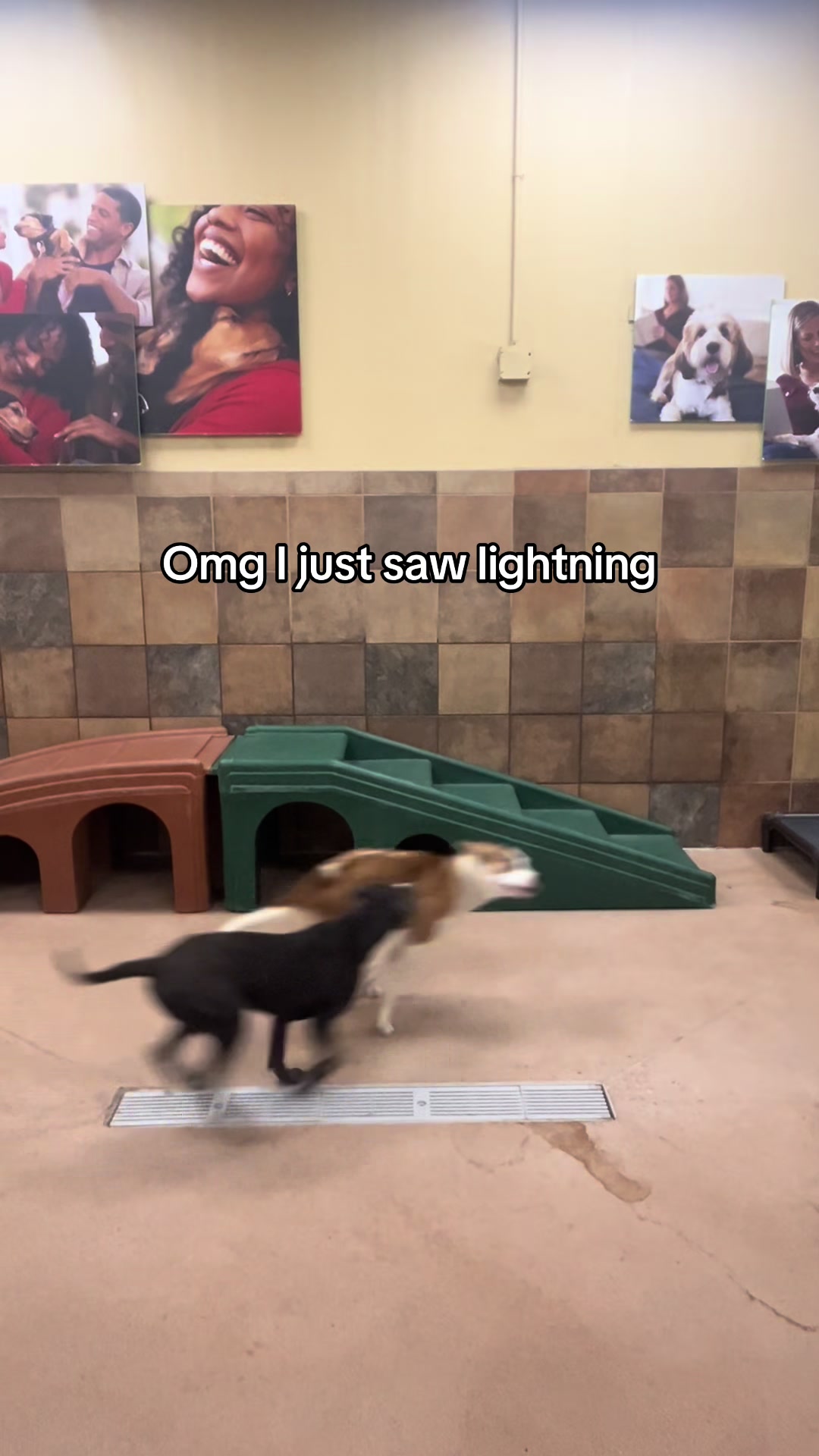 @Animal Friends Alliance