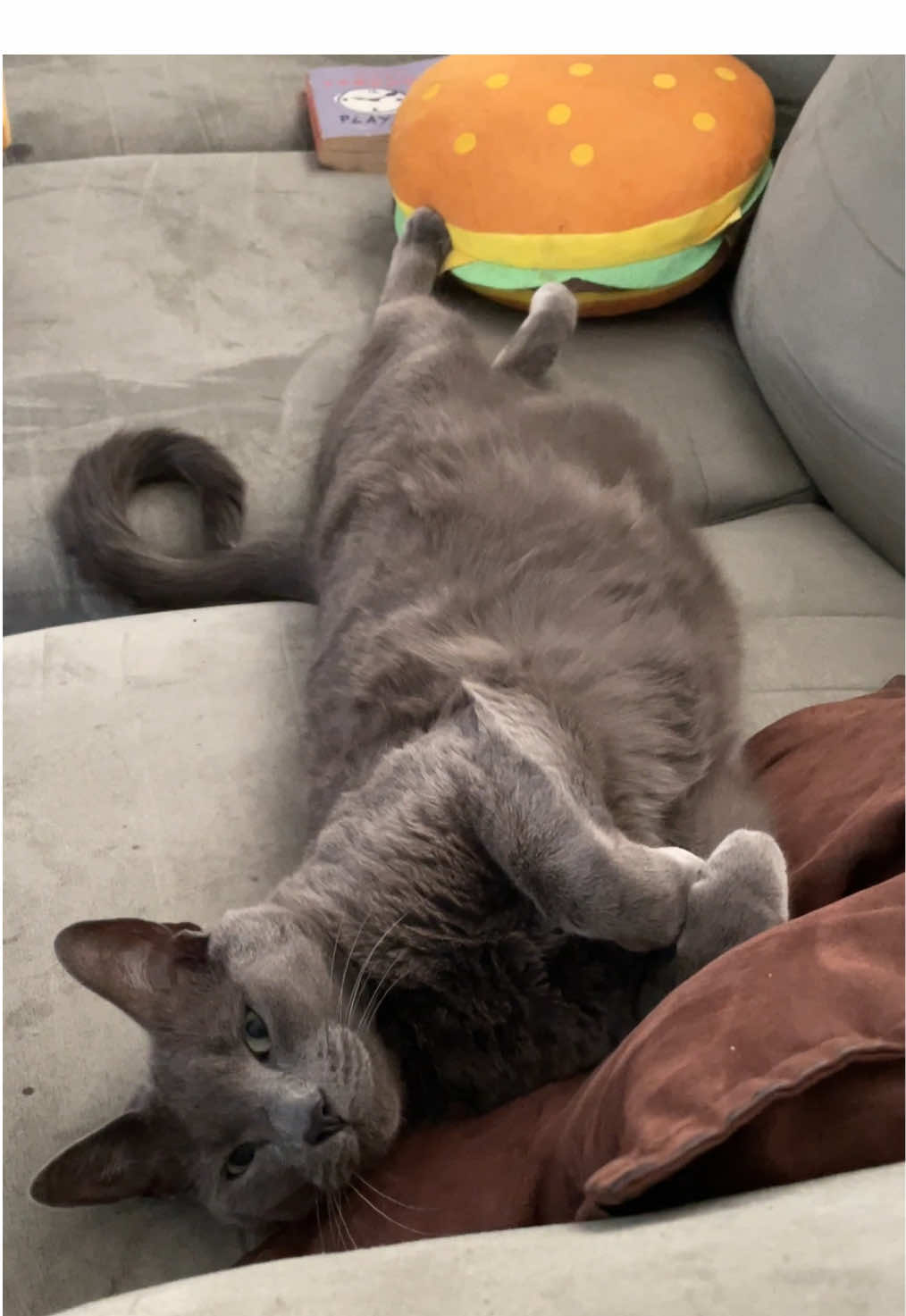 @ACatNamedMushroom