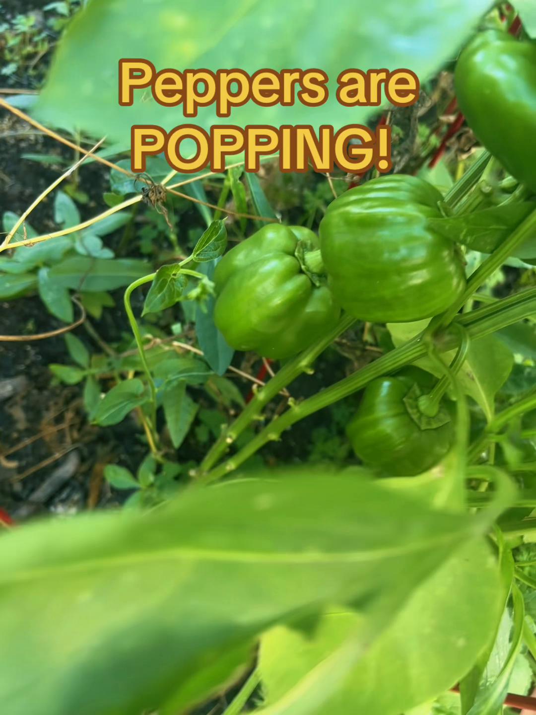 @greengirlgardens