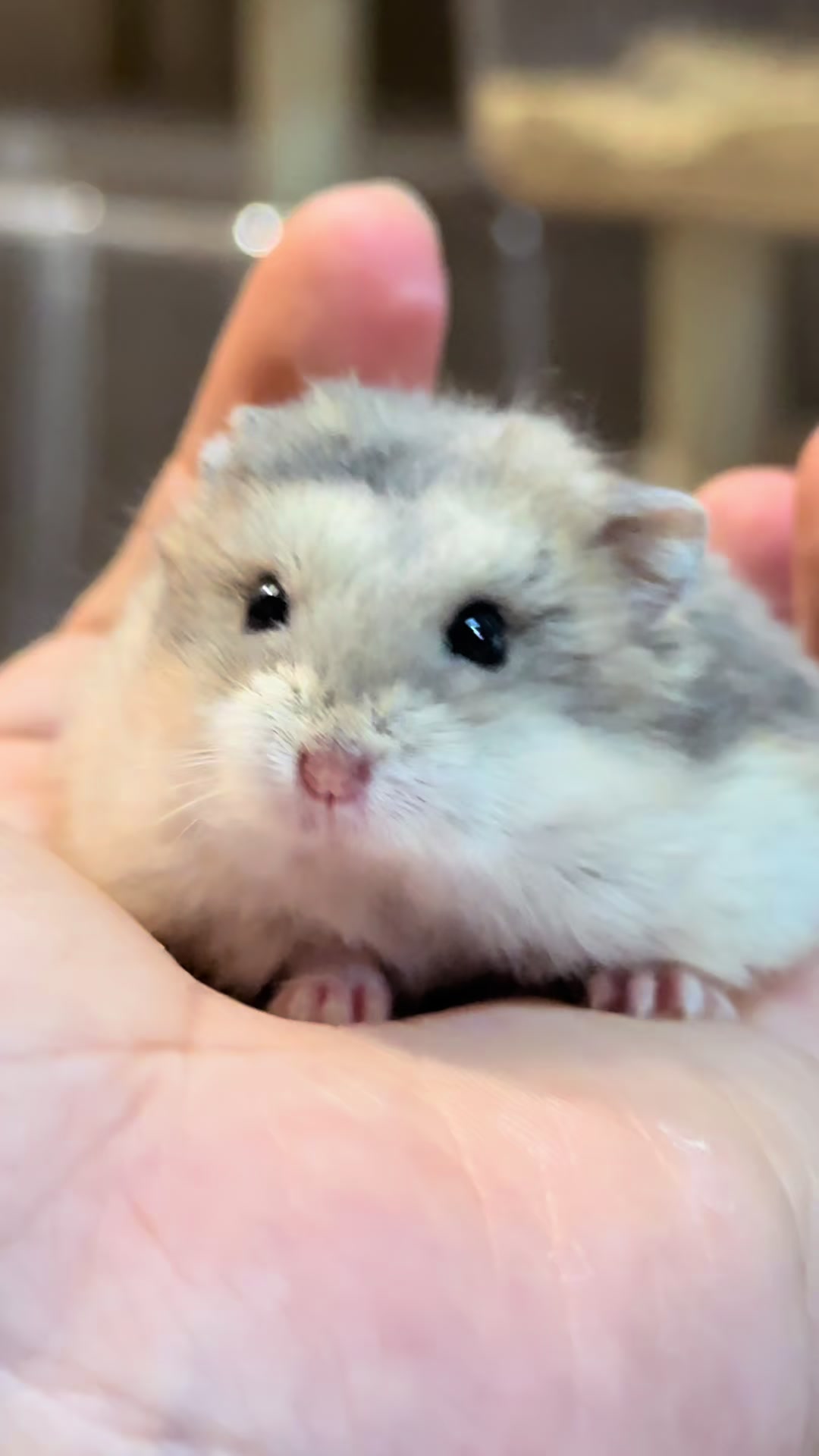 @Itsara Hamster