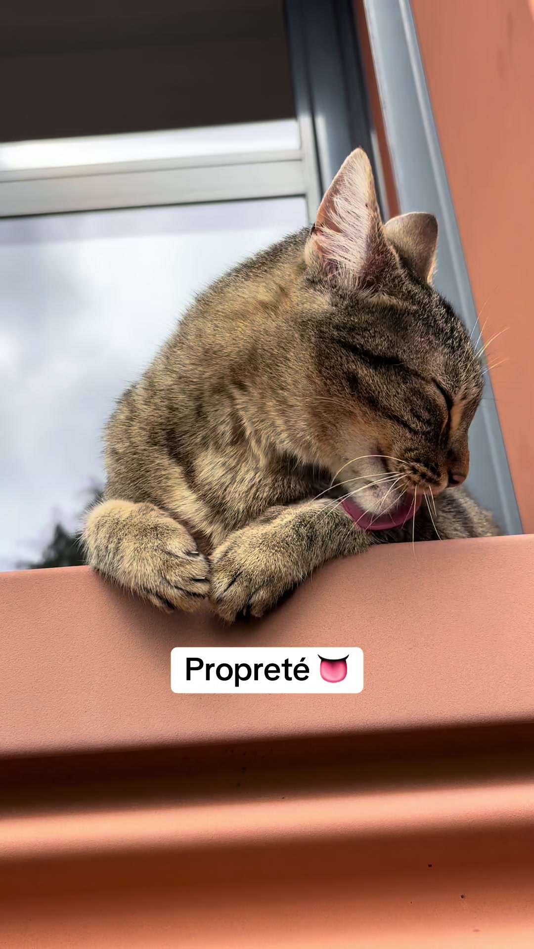 @Bulle la chatte 🐈