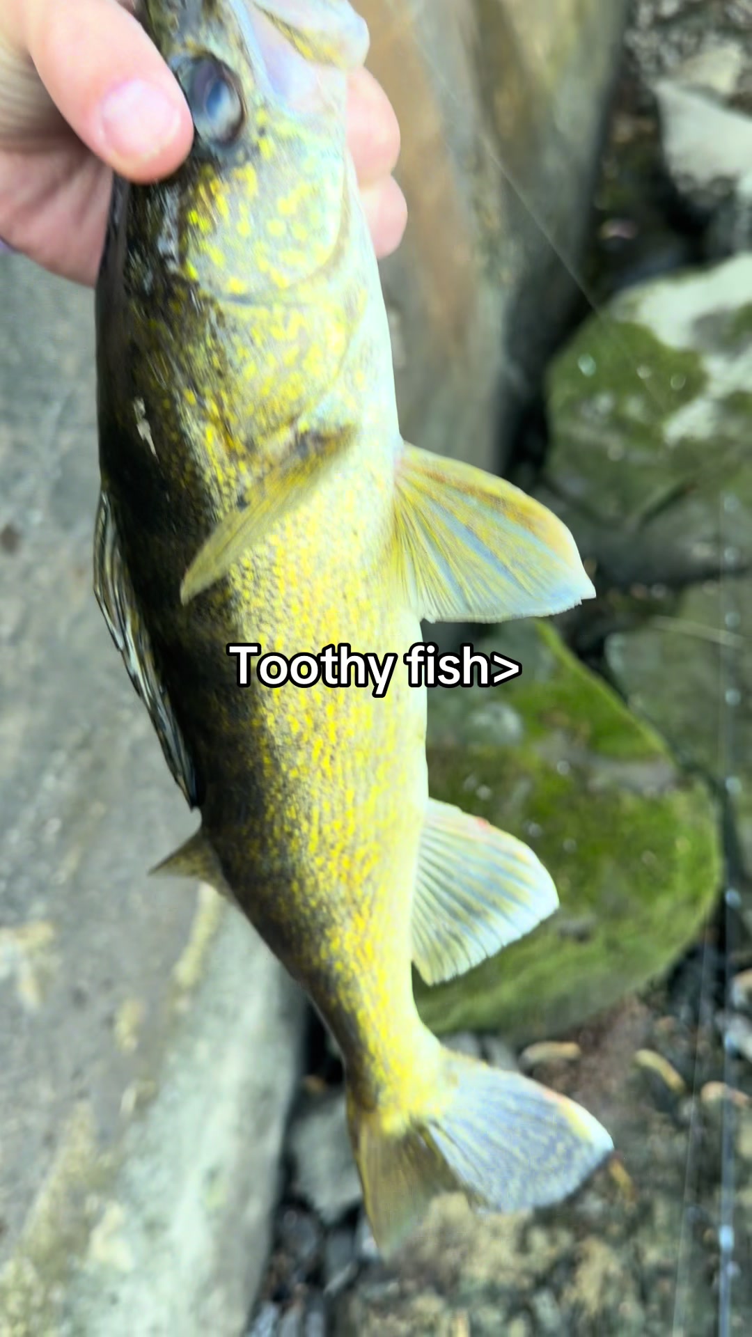 @FattBassFishing
