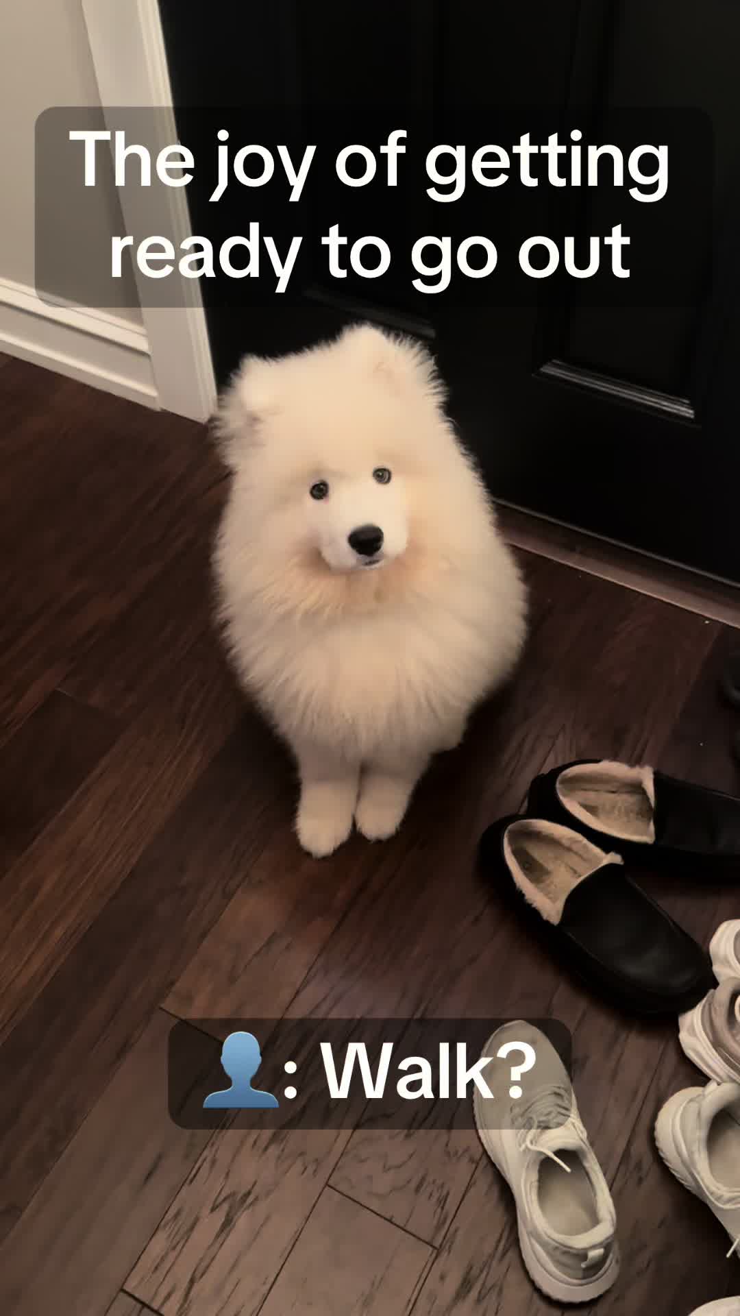 @Mishka the Samoyed