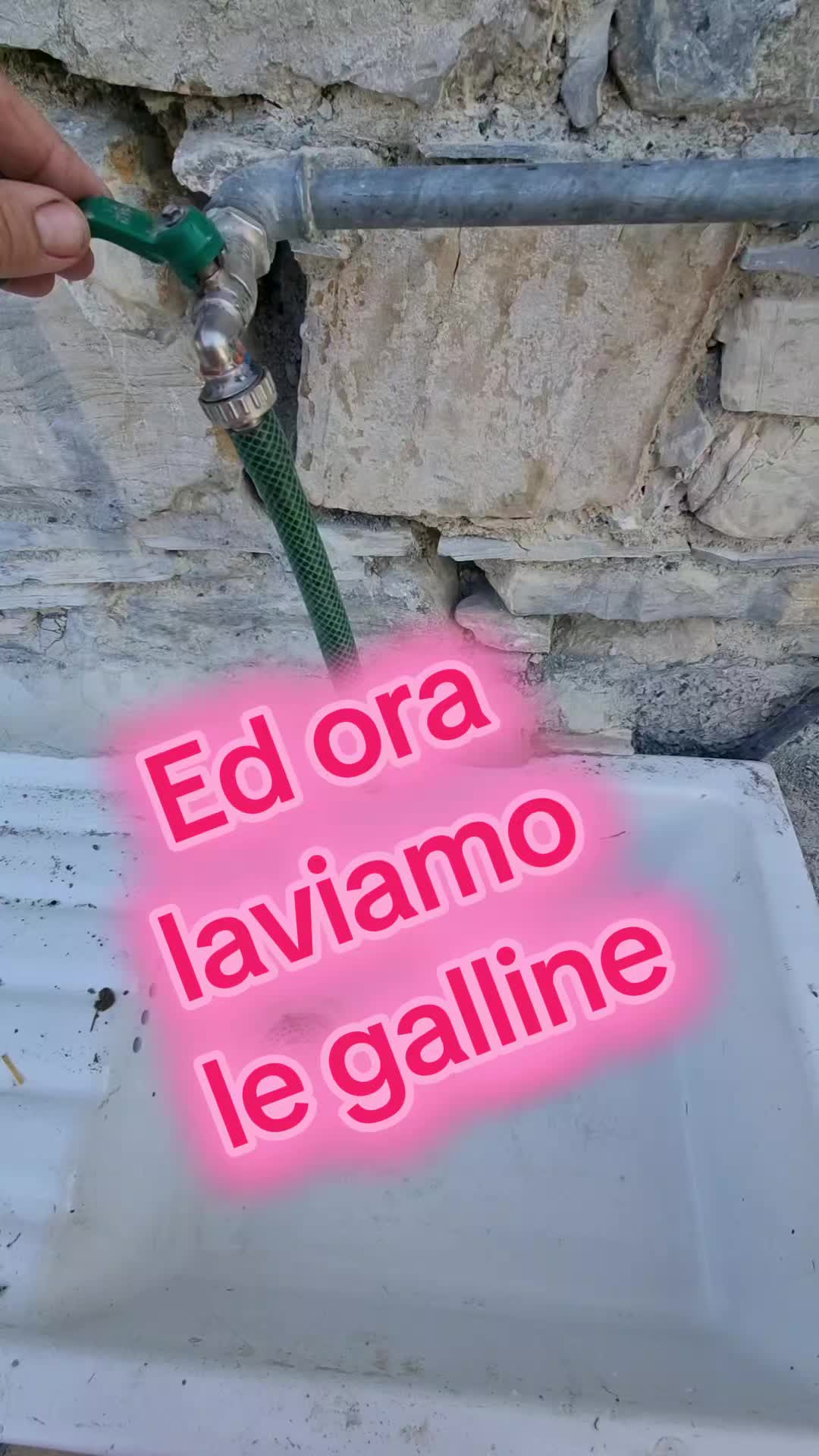 @Il leone e la gallina
