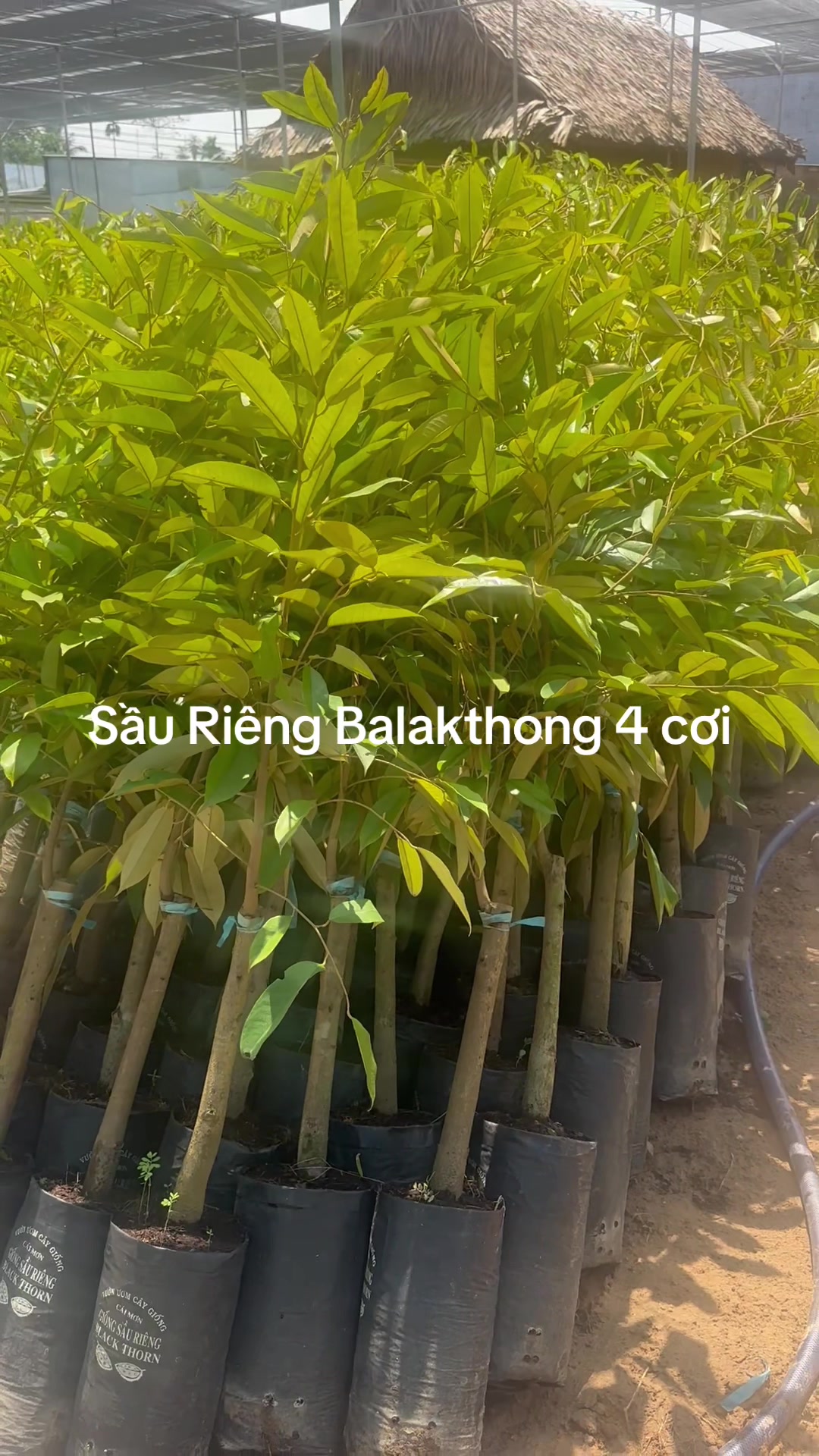 @Hùng Chương STCG Welofarm
