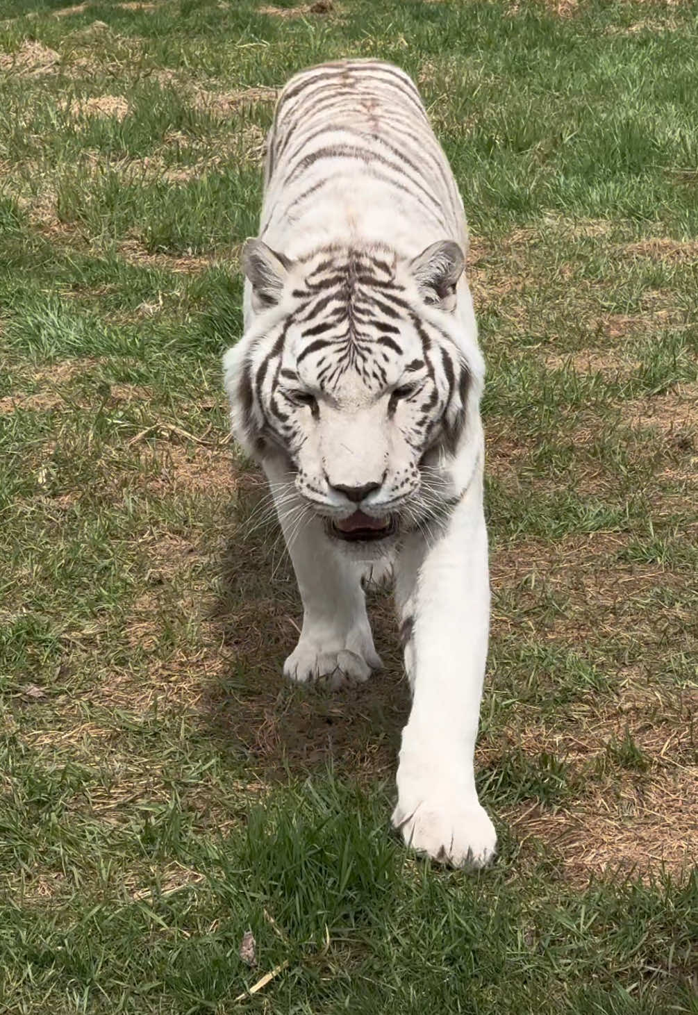 @The Wildcat Sanctuary