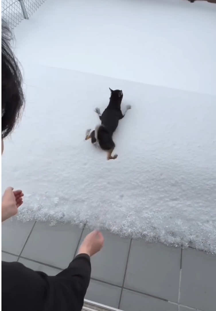 @Funny dogdia80