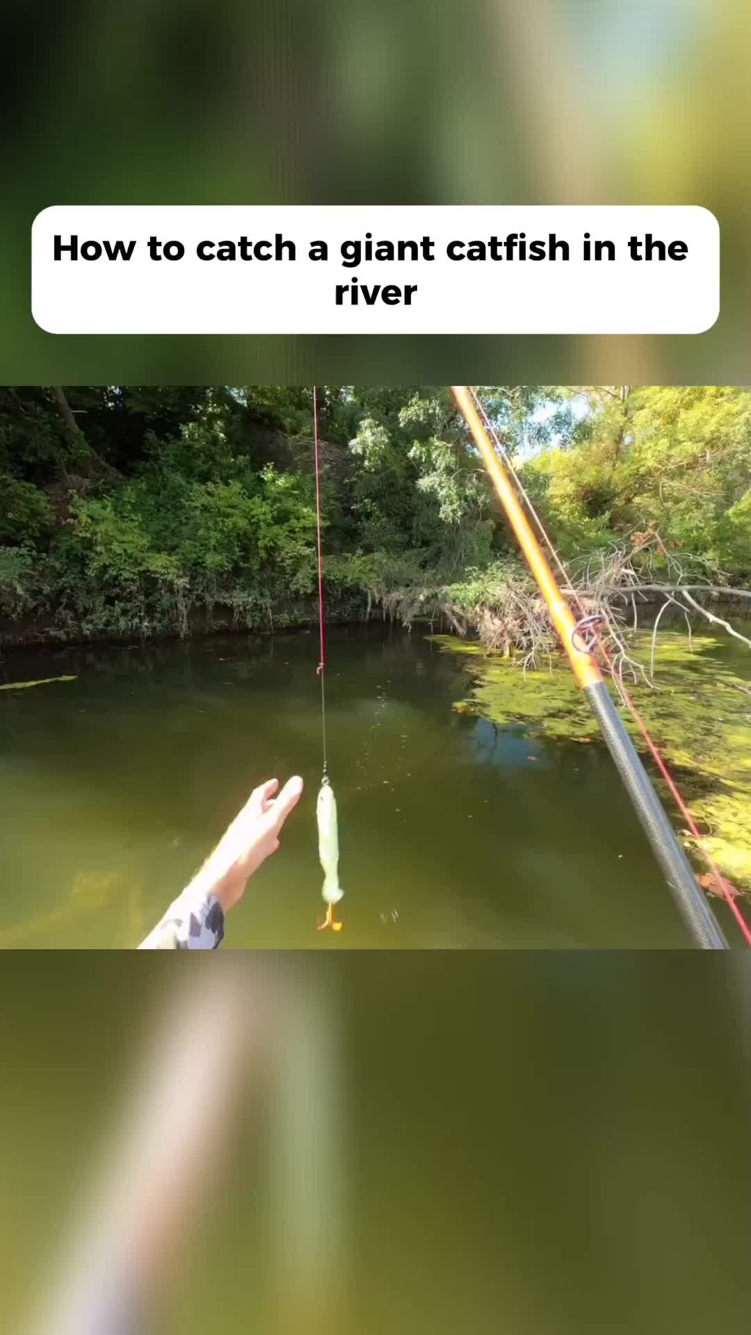 @Fish in bush 🐠
