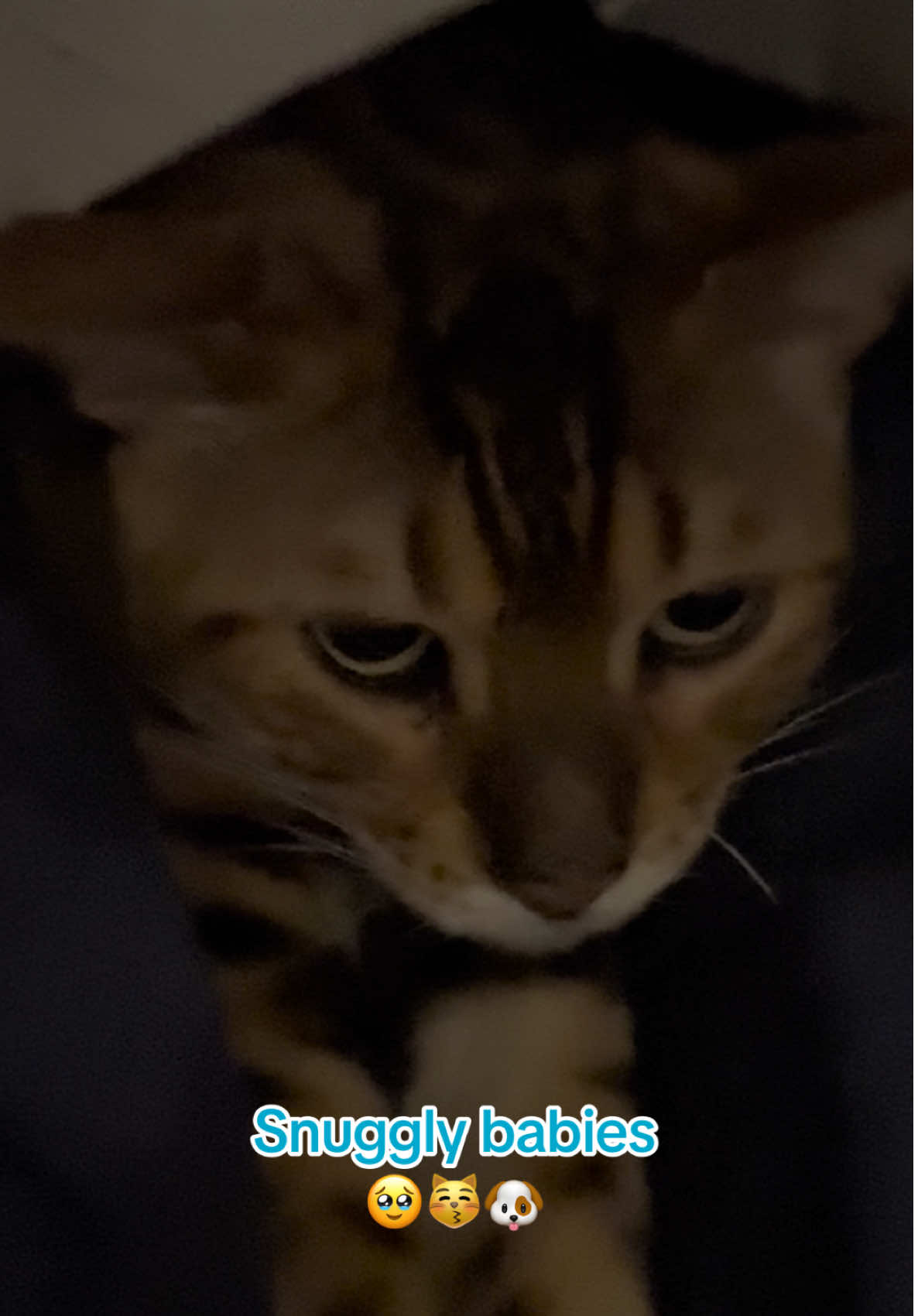 @George_The_Bengal_Cat