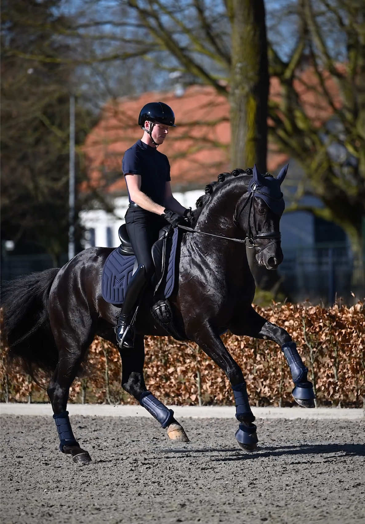 @Maximilian Equestrian