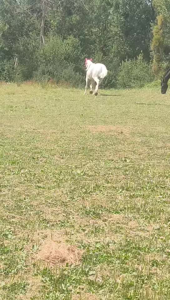 @paarden&hond