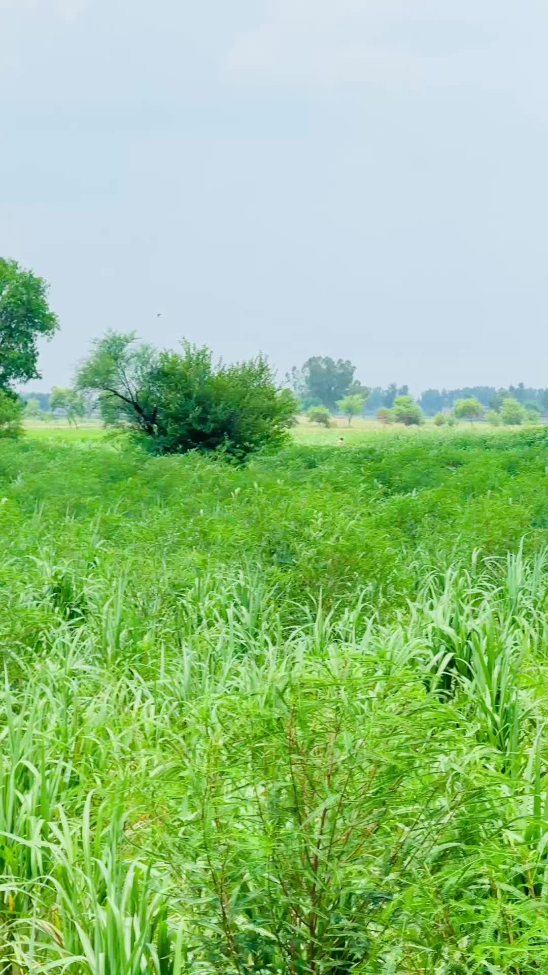 @سردار احسان وٹو✌️