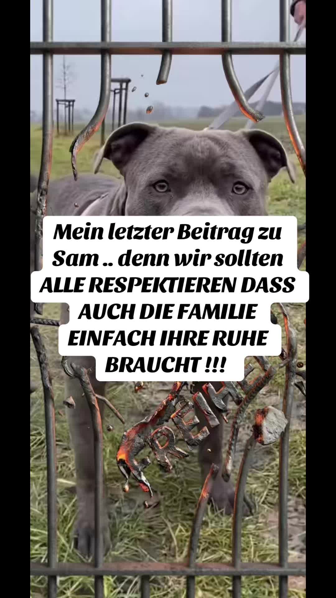 @daxter_the_bulldog
