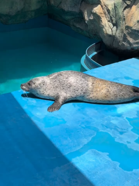 @Seal