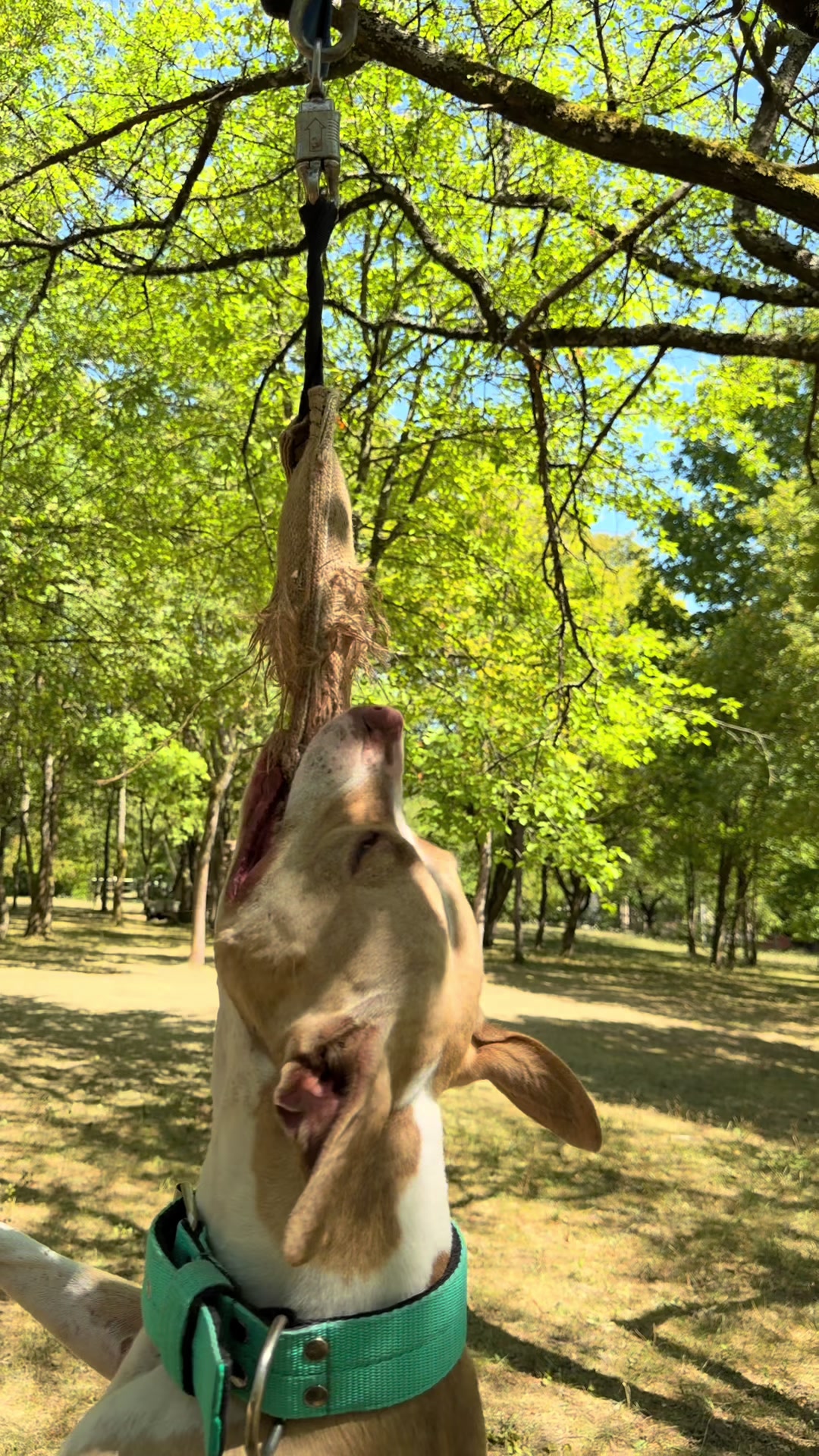 @kiara_isis_apbt