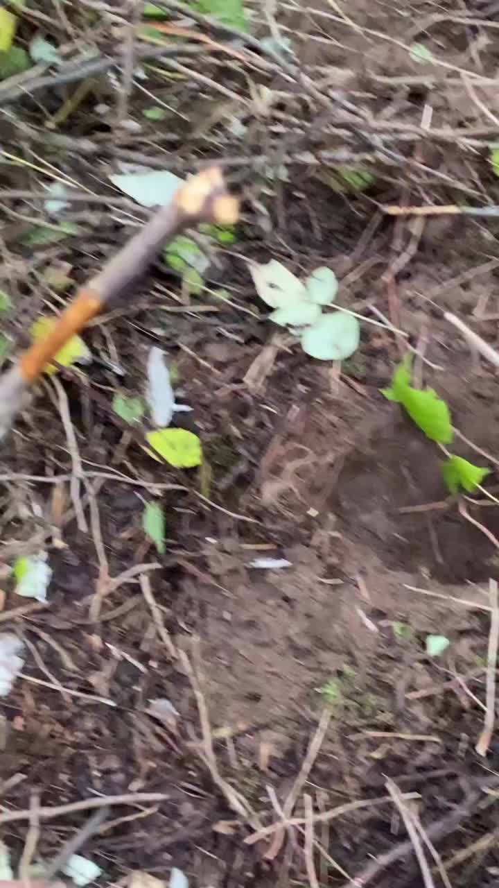 @Archaeologist 11