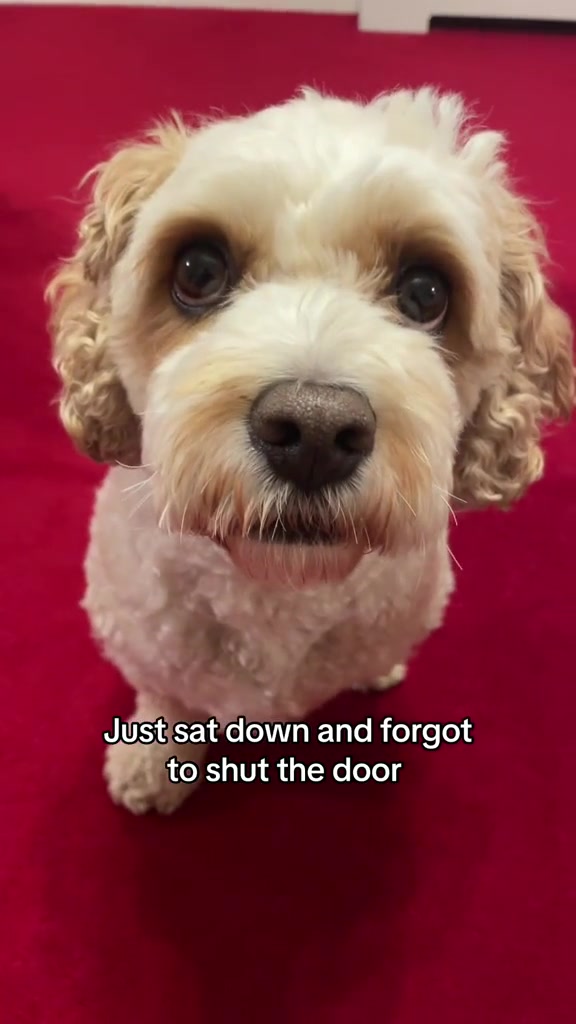 @My Cavachon