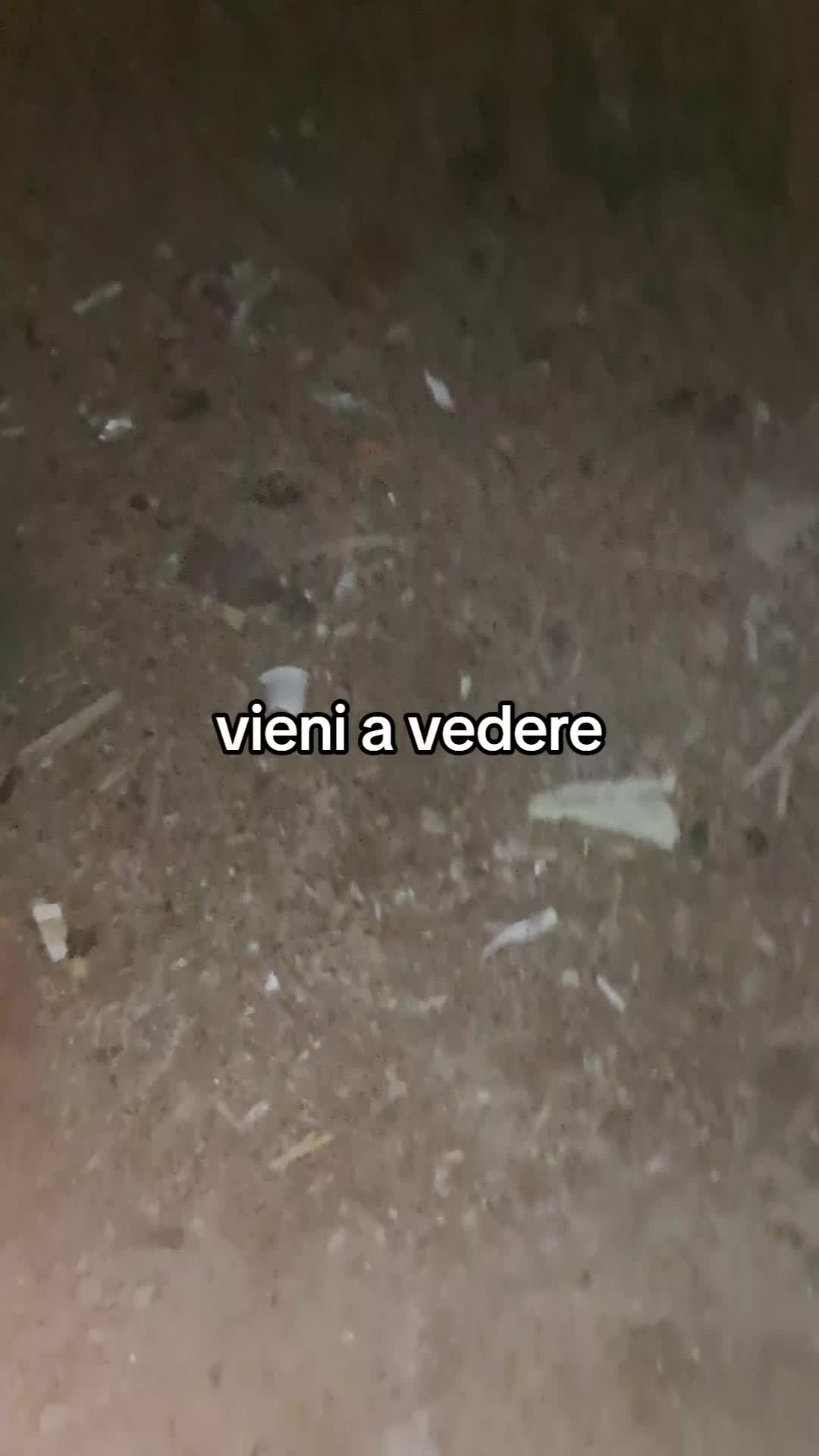 @Mario Vassecchi