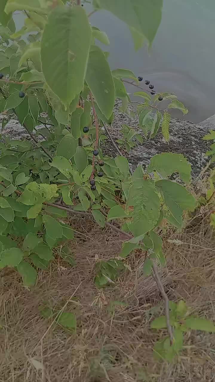 @інвістіціі