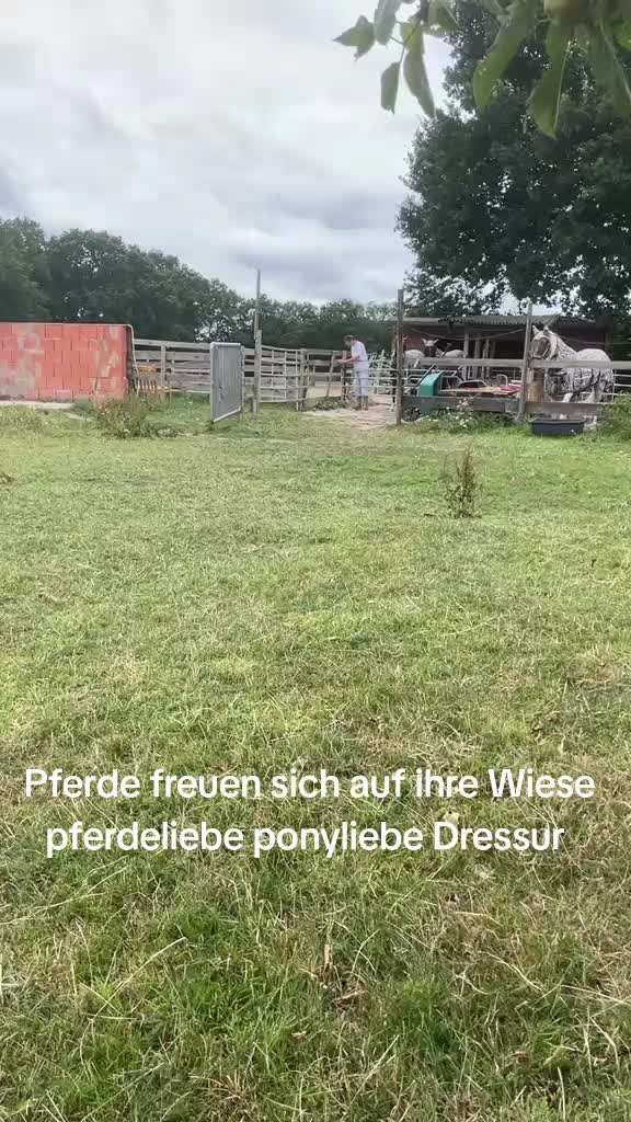@Steffis_horse_world