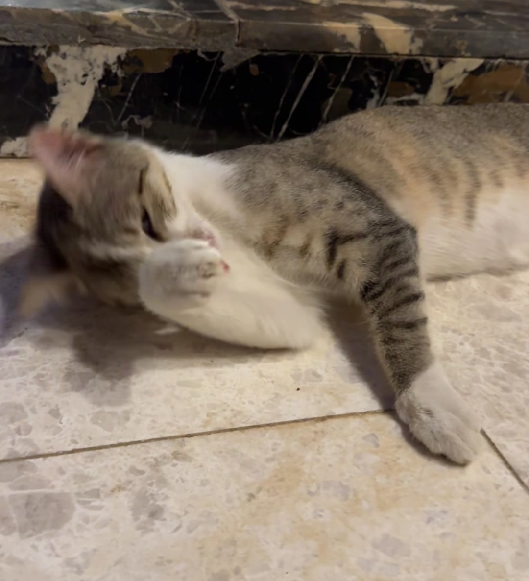 @Lots of cats