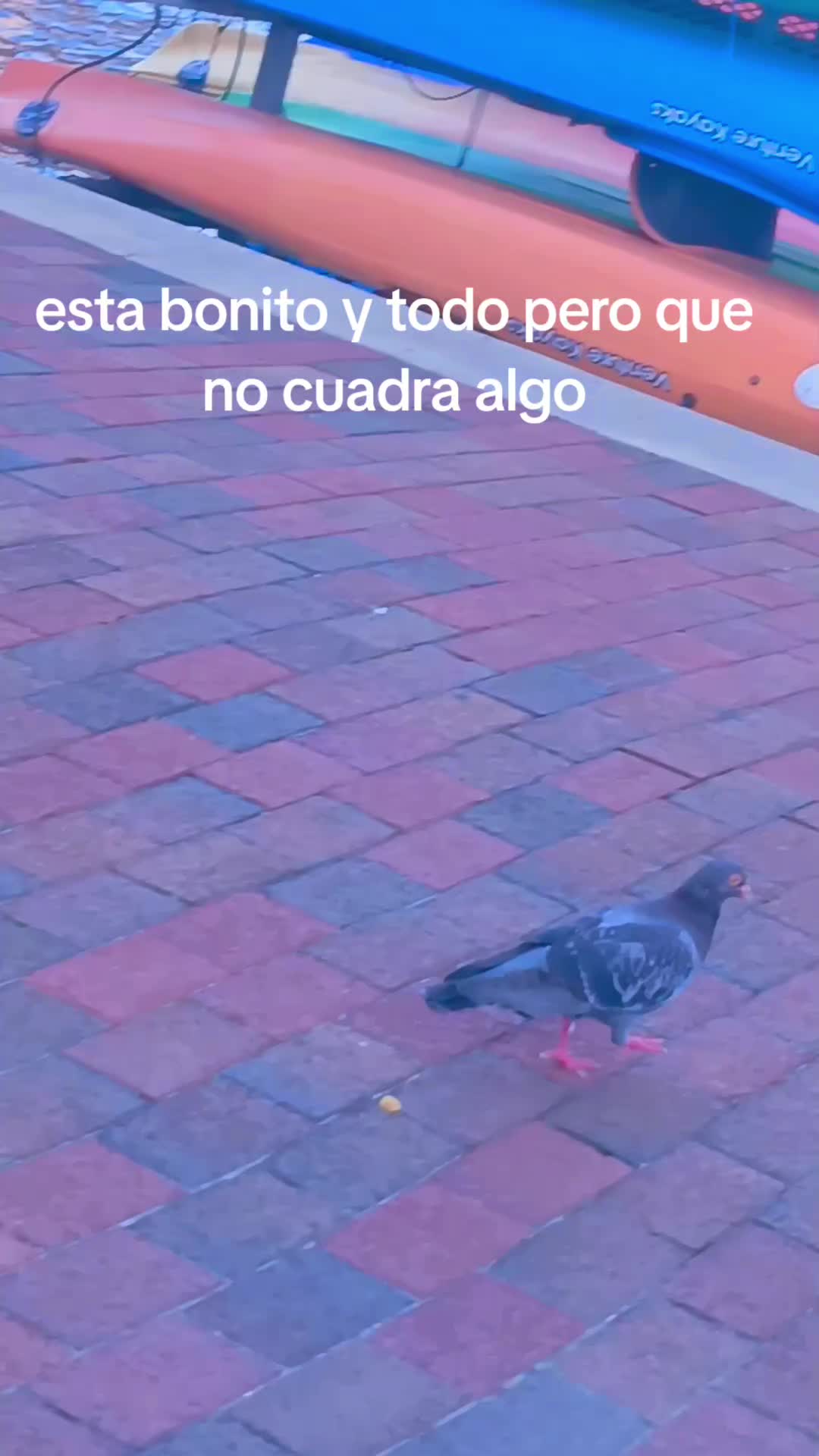 @inocente wiliams