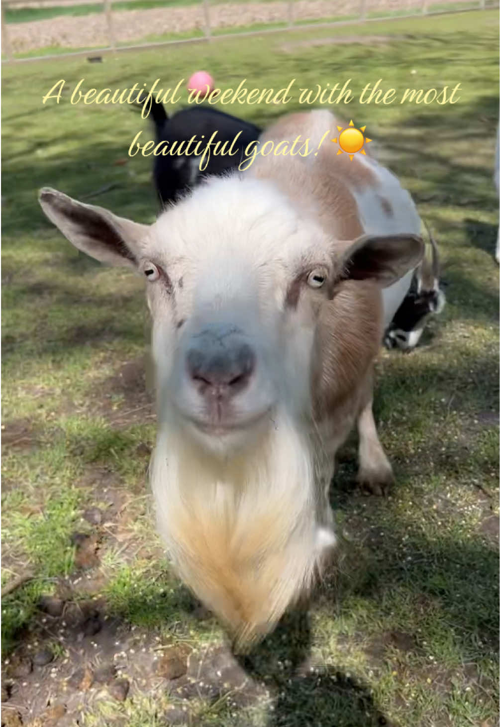 @Kitzman&rsquo;s Farm Sanctuary