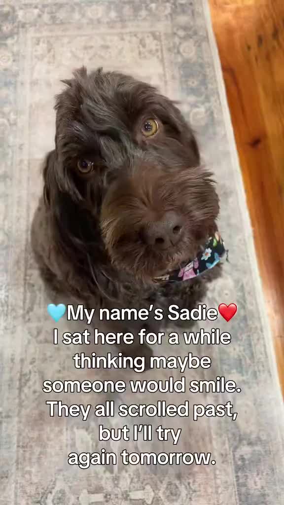 @Sadie the Doodle