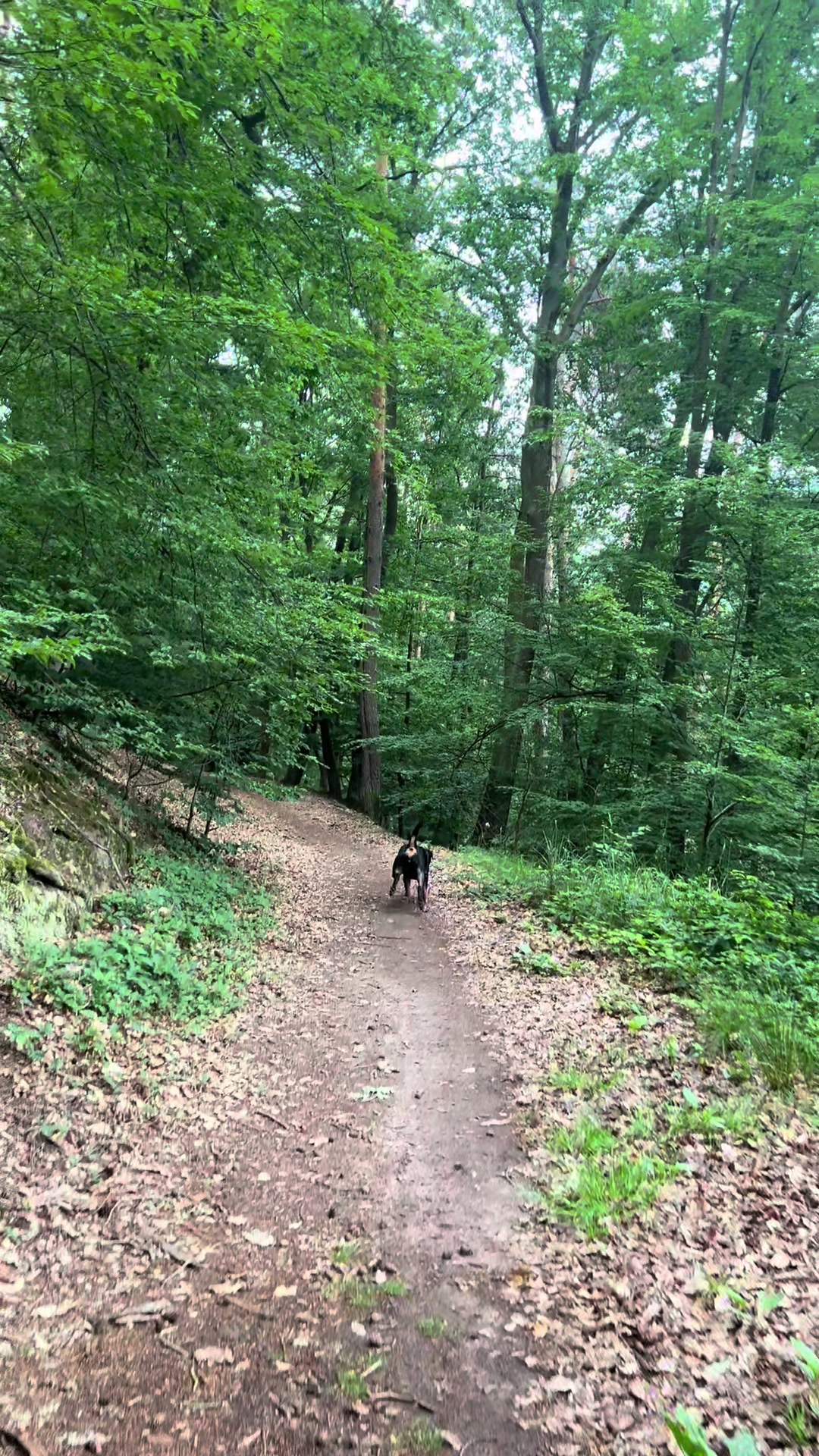 @Lucifer_Rottweiler