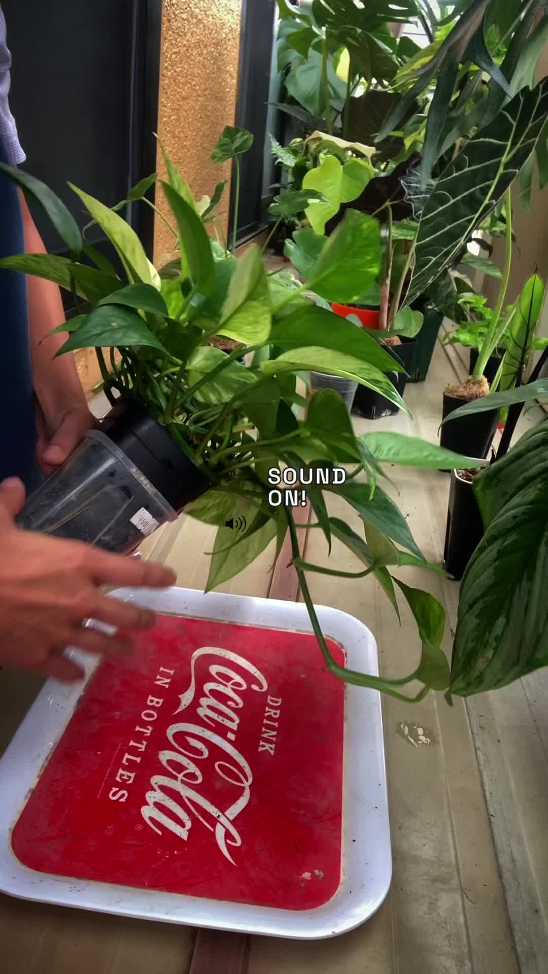 @plantsparadiseplanet