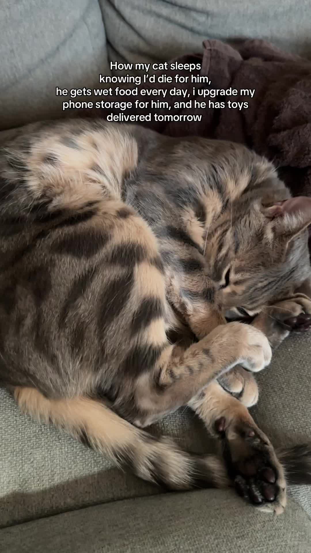 @Mochi the Bengal