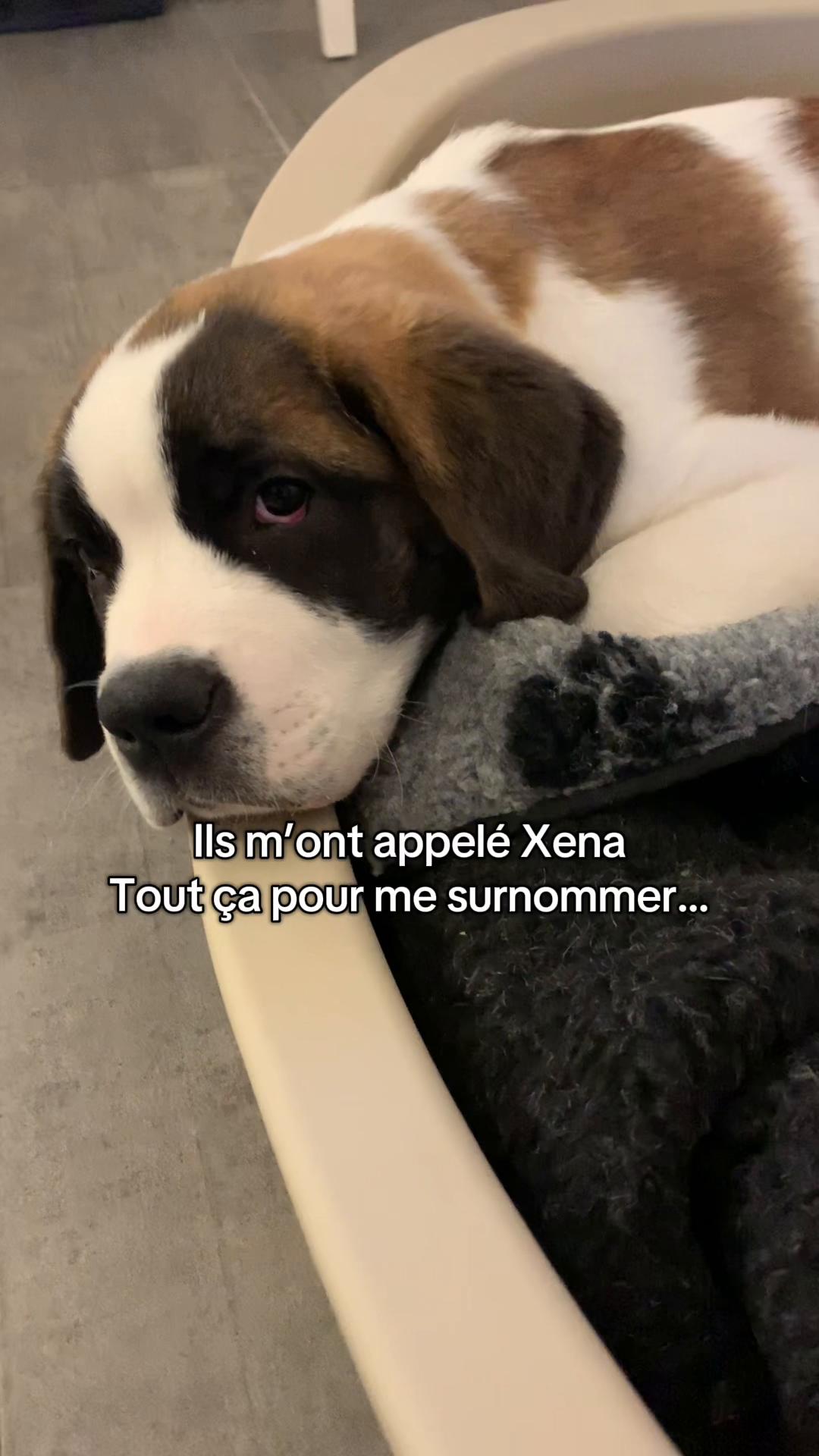 @Xena le St Bernard