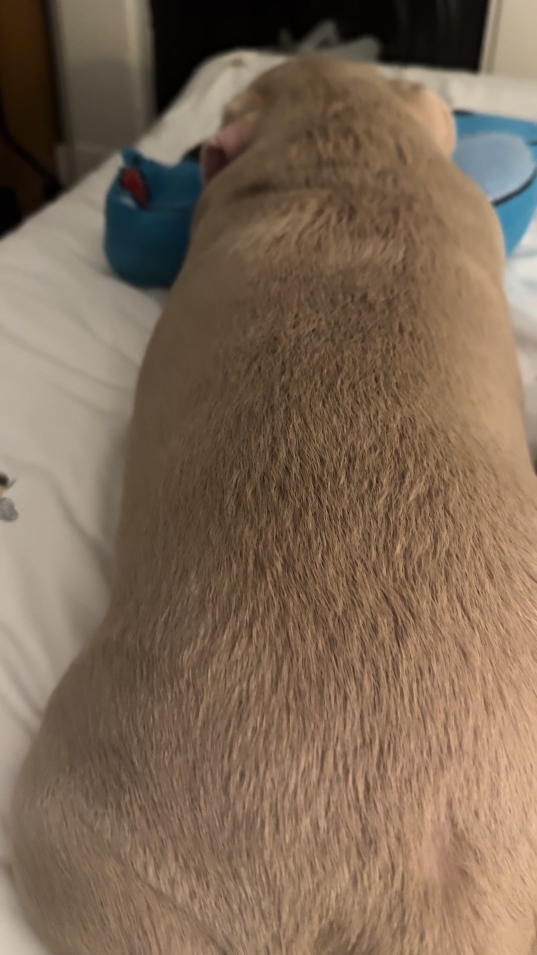 @pinkpugrufus