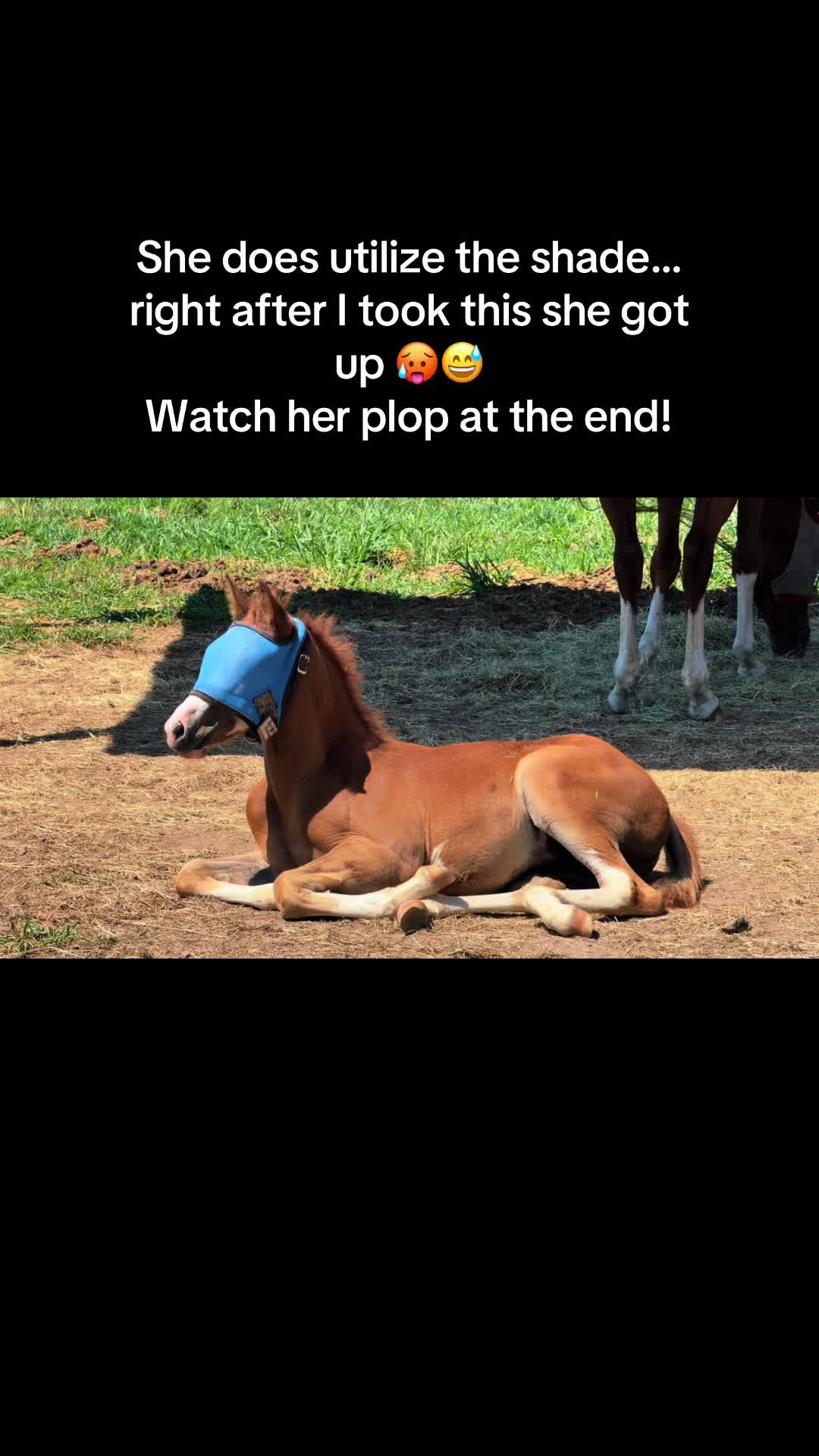 @NKEquestrian