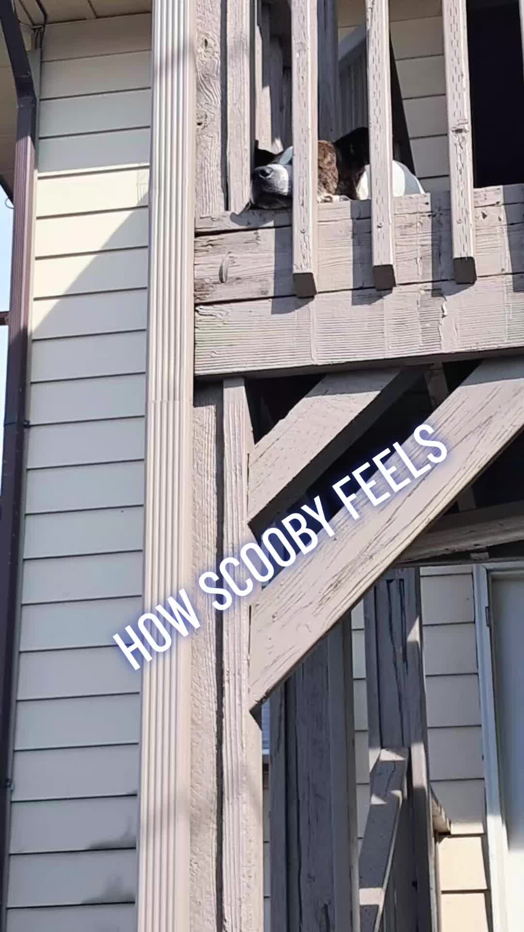 @lea_shields2