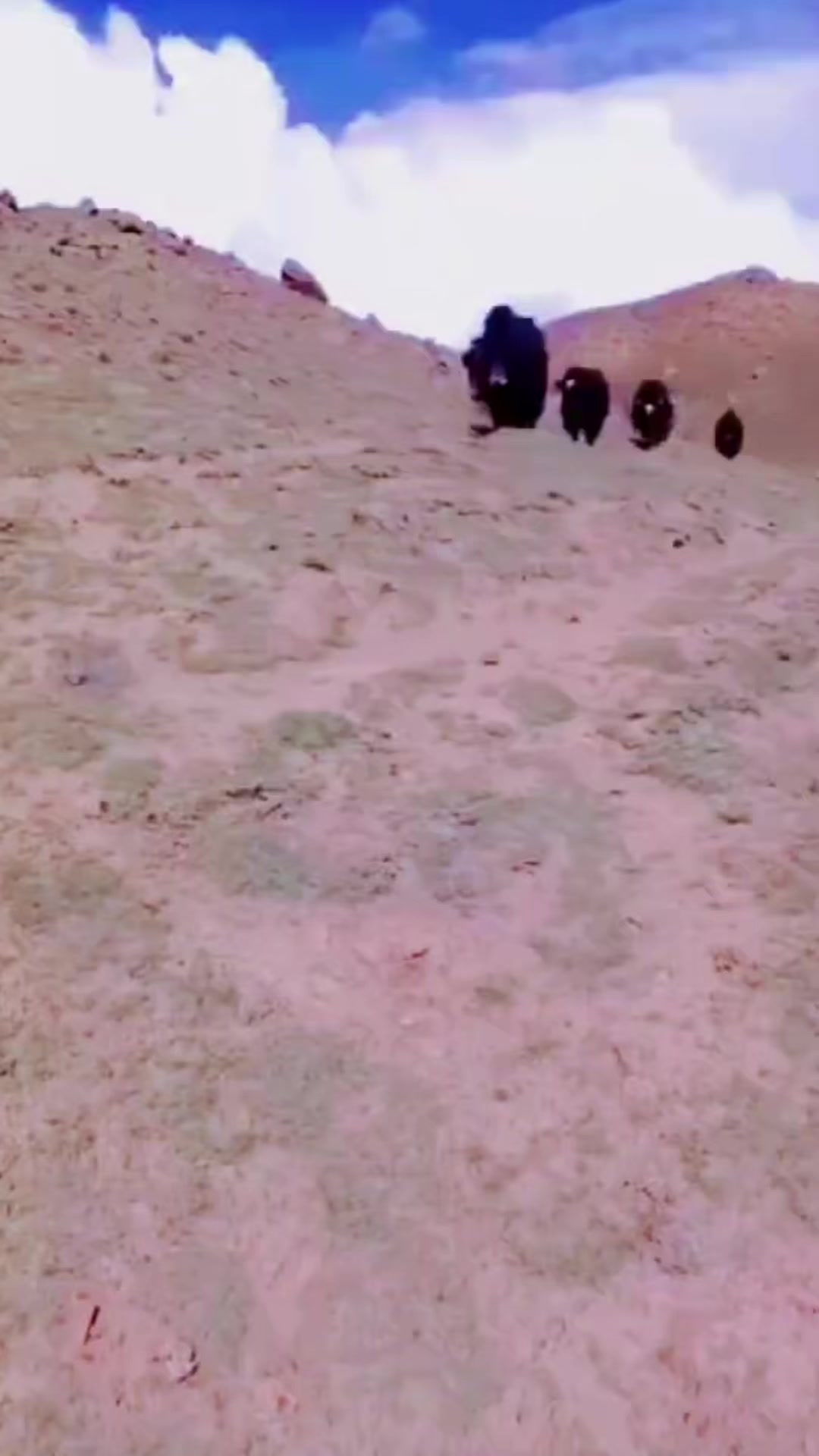 @Ibrahim tourist vlogs