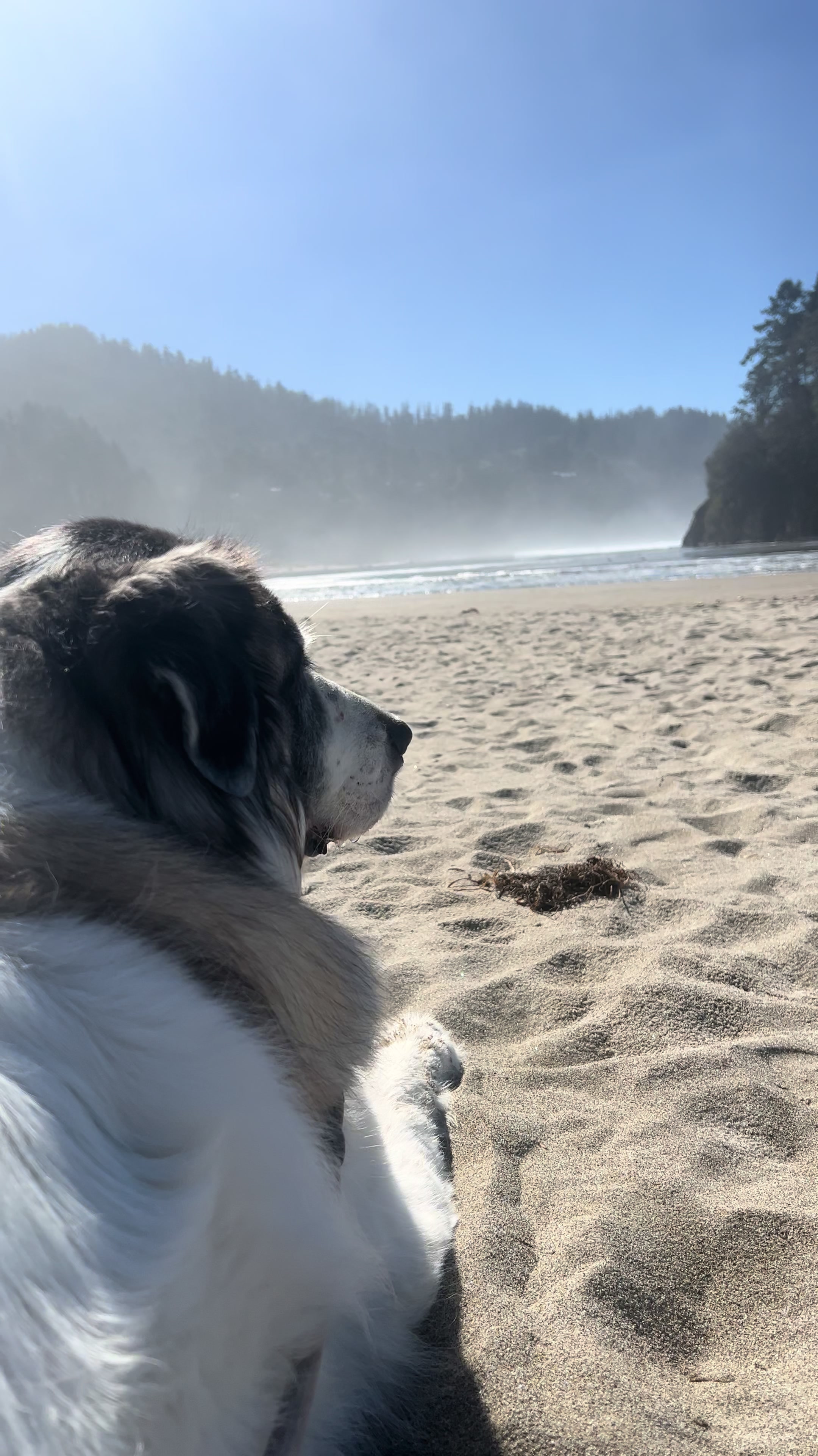 @PawsandPassports