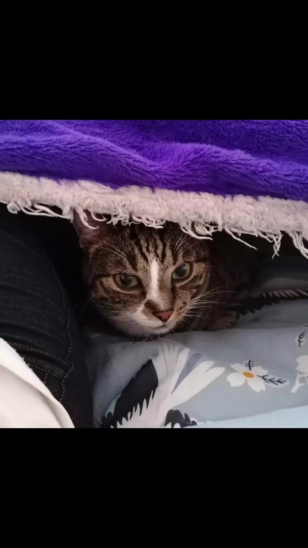 @Badcat _DHC🦁🦁