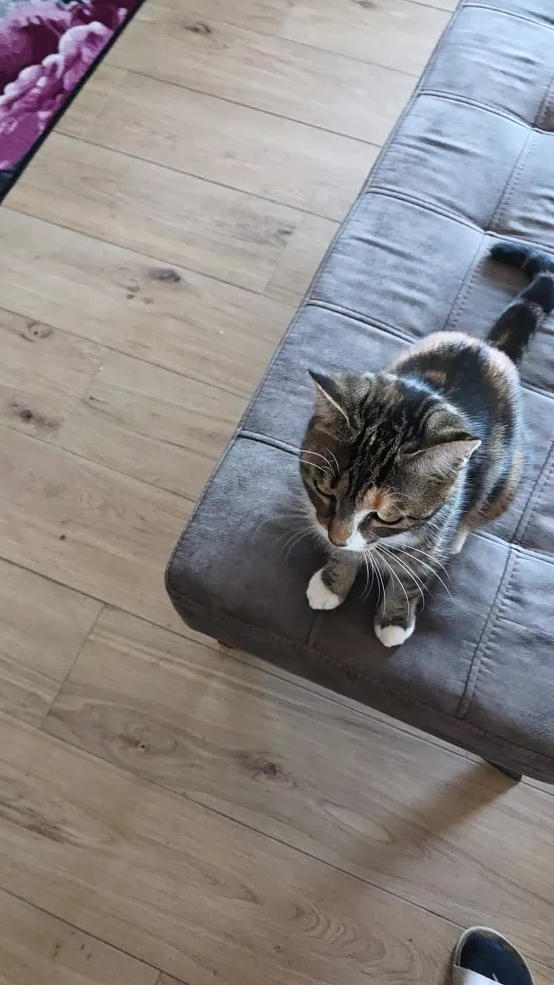 @diana🐱🐈🐈🐈