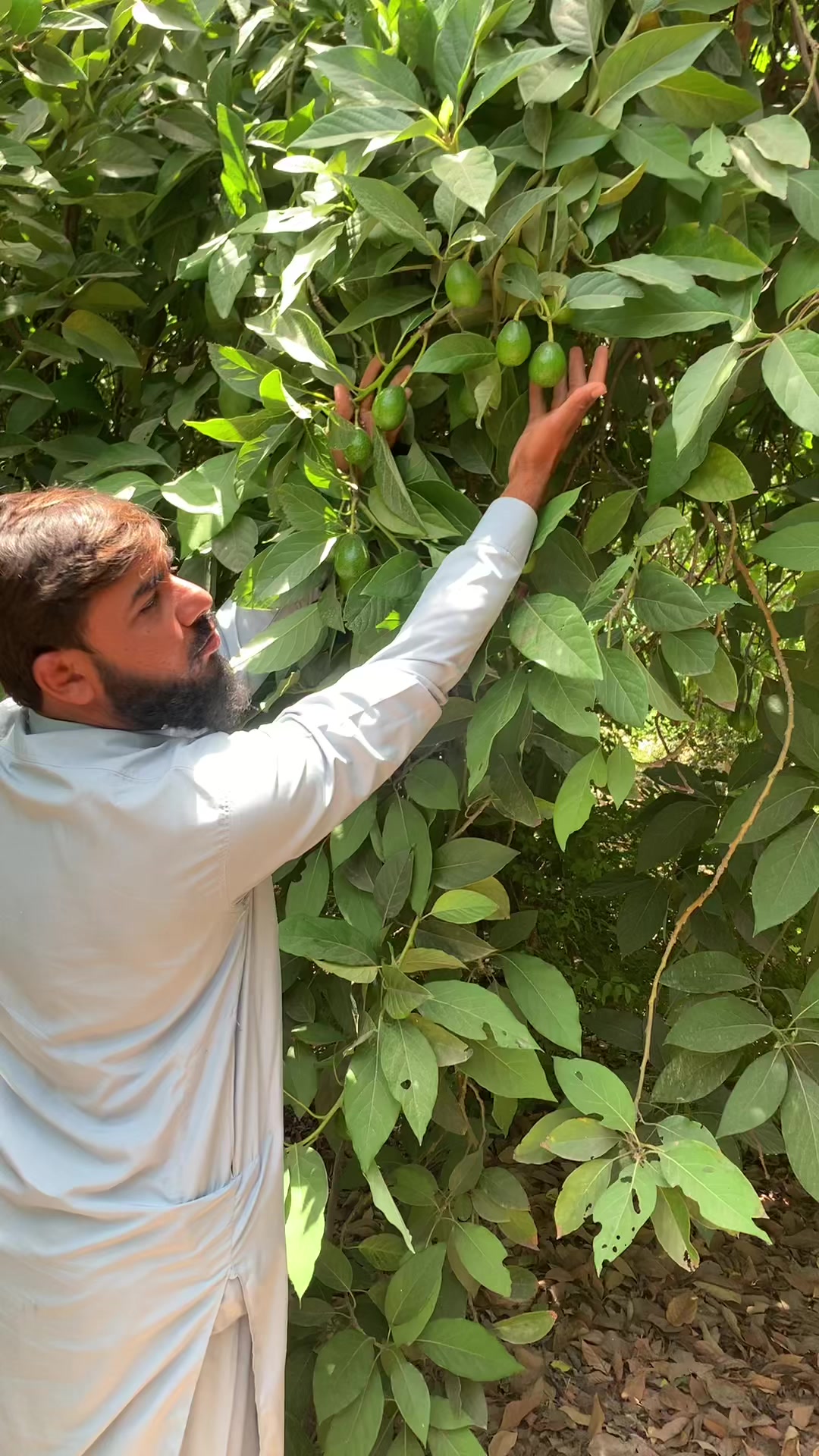 @روز پلانٹ نرسر ی فارم پتوکی
