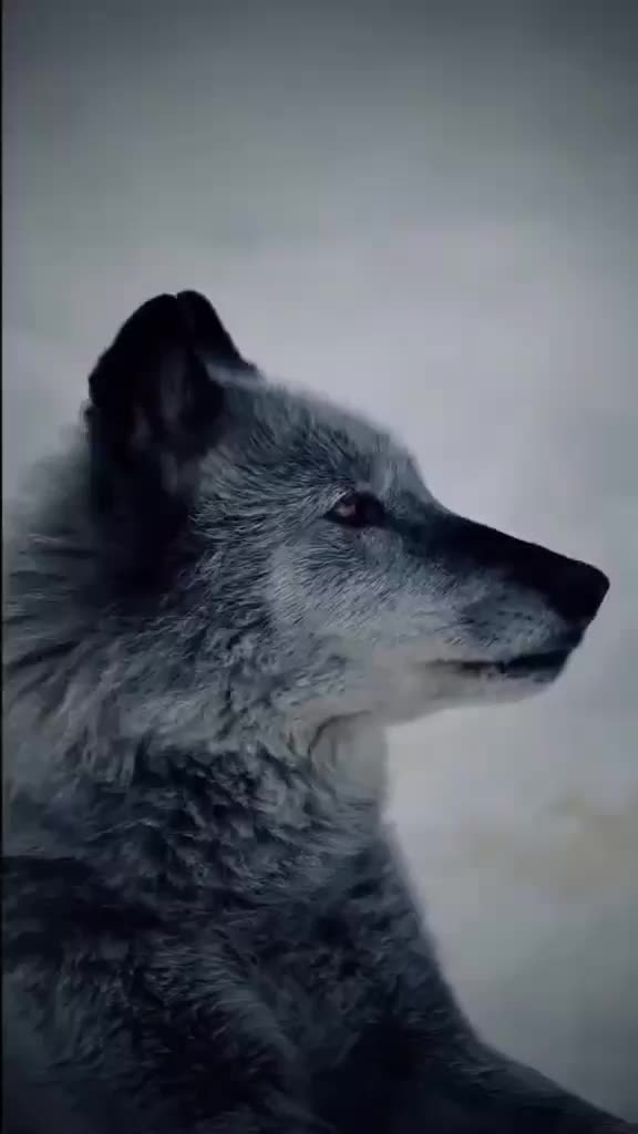 @༺🐺𝔚𝔬𝔩𝔣☯𝔎𝔦𝔫𝔤🐺༻