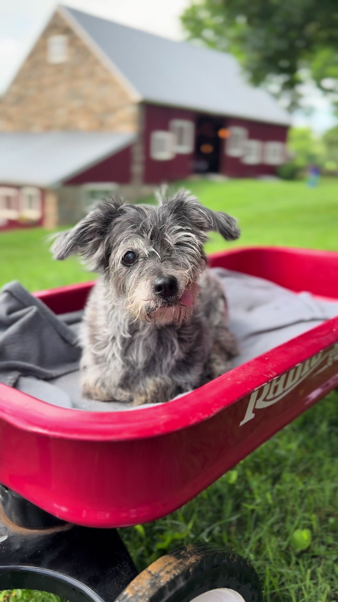 @2legdogs