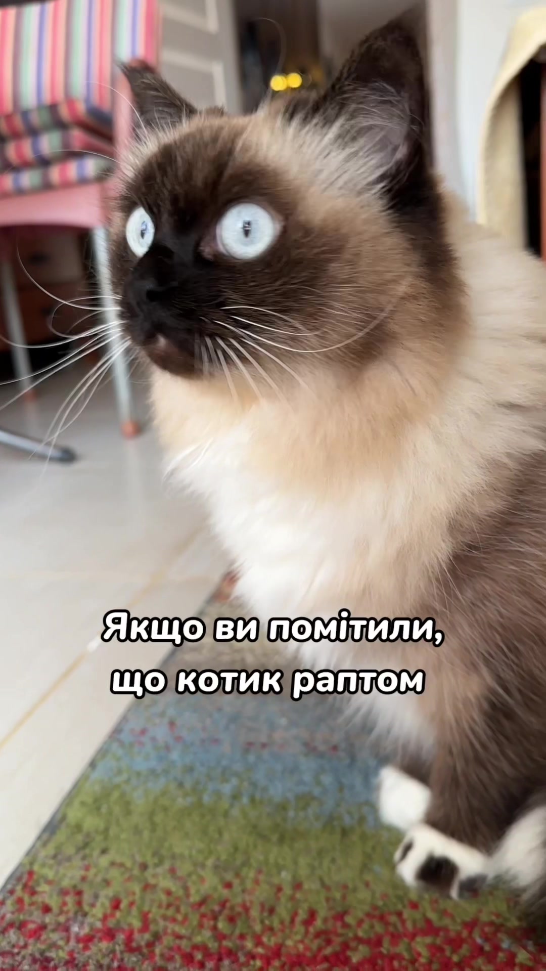 @Місс КІСЯ