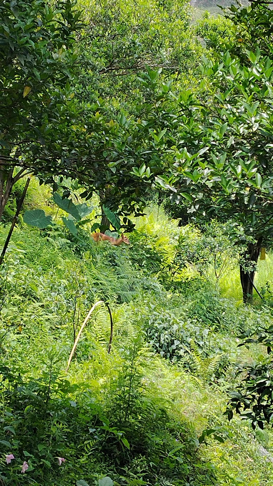 @उत्तम प्रताप जंग बहादुर राणा