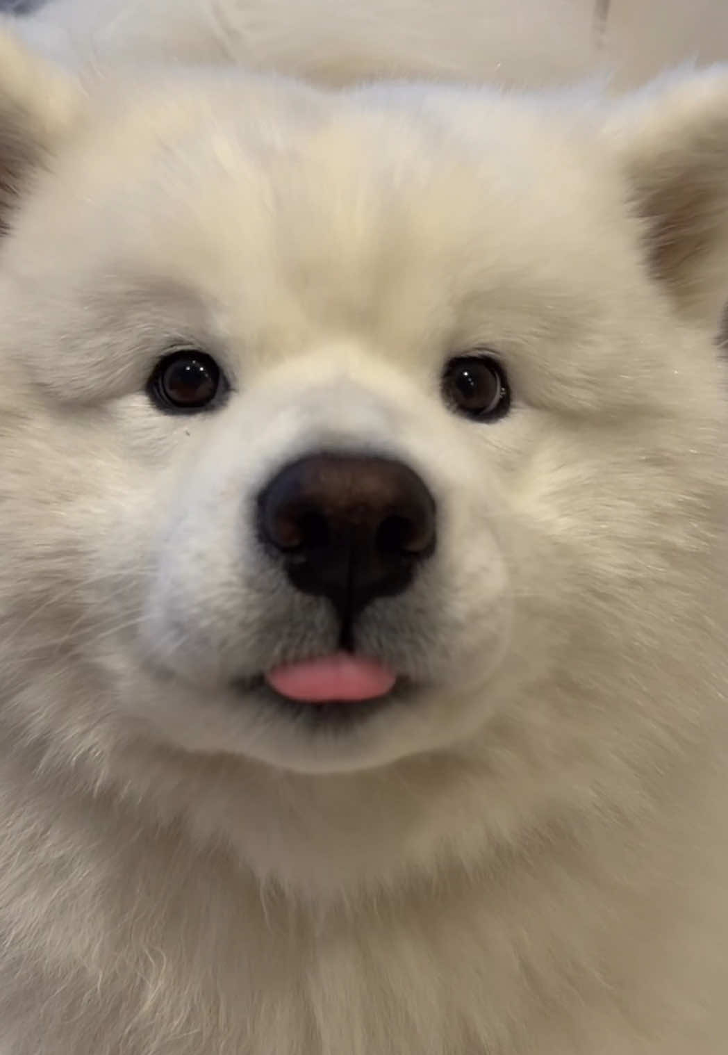 @jamille & mango