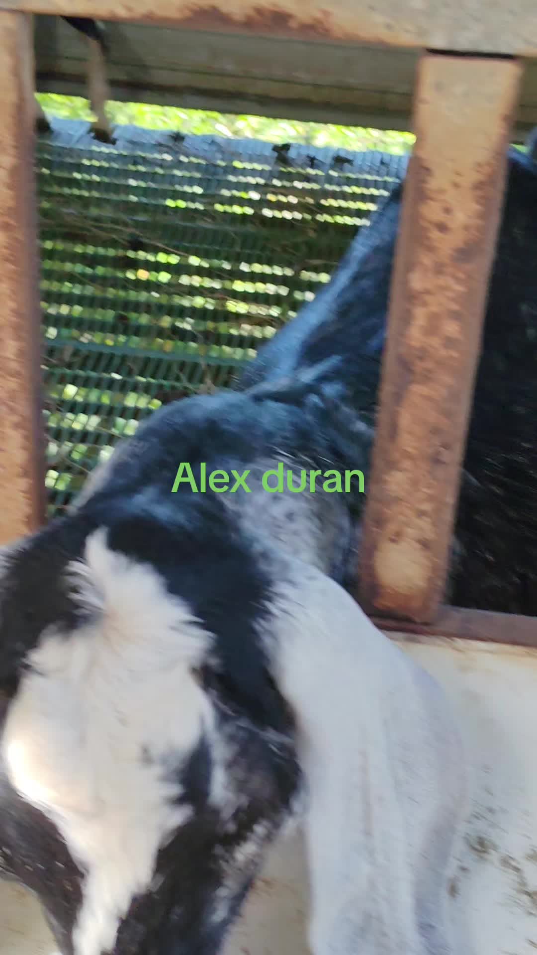 @alexduran7558