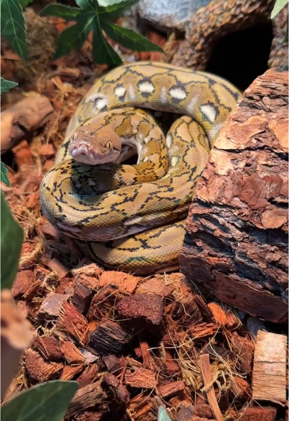 @Jax’s Reptiles!