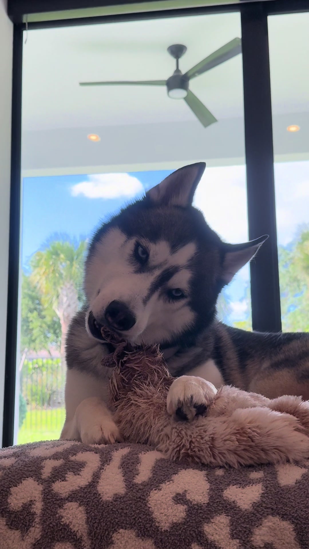 @lifewith2huskies